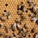 Multiple worker bees storing honey and pollen into the honeycomb